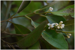 Atalantia racemosa